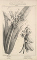 Flore d'Amérique Pl48 - Étienne Denisse — widok dzieła