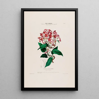 Etienne Denisse - Flore dAmerique dessinee dapres nature sur les lieux Pl005.webp