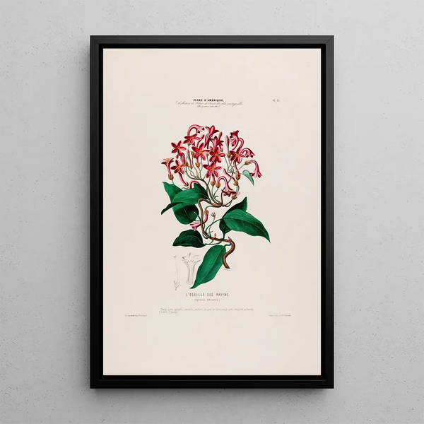 Etienne Denisse - Flore dAmerique dessinee dapres nature sur les lieux Pl005.webp
