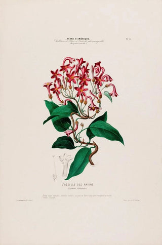 Etienne Denisse - Flore dAmerique dessinee dapres nature sur les lieux Pl005.webp