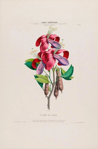 Etienne Denisse - Flore dAmerique dessinee dapres nature sur les lieux Pl006.webp