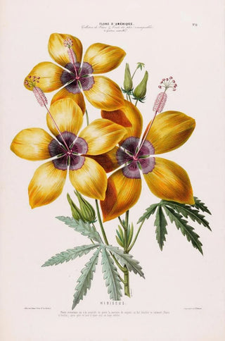 Etienne Denisse - Flore dAmerique dessinee dapres nature sur les lieux Pl011.webp