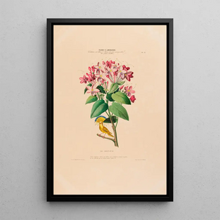 Etienne Denisse - Flore dAmerique dessinee dapres nature sur les lieux Pl013.webp