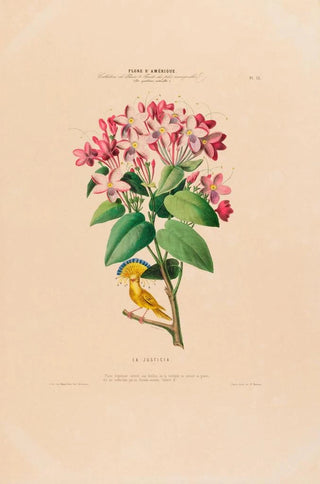 Etienne Denisse - Flore dAmerique dessinee dapres nature sur les lieux Pl013.webp