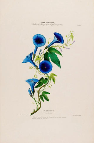 Etienne Denisse - Flore dAmerique dessinee dapres nature sur les lieux Pl014.webp