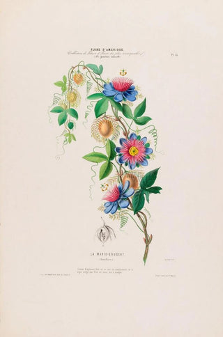 Etienne Denisse - Flore dAmerique dessinee dapres nature sur les lieux Pl015.webp