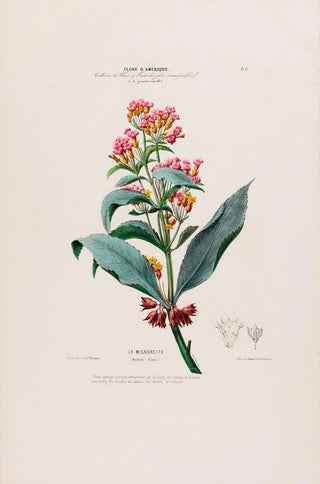Etienne Denisse - Flore dAmerique dessinee dapres nature sur les lieux Pl017.webp