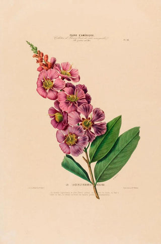 Etienne Denisse - Flore dAmerique dessinee dapres nature sur les lieux Pl018.webp