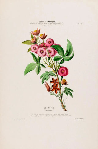 Etienne Denisse - Flore dAmerique dessinee dapres nature sur les lieux Pl019.webp