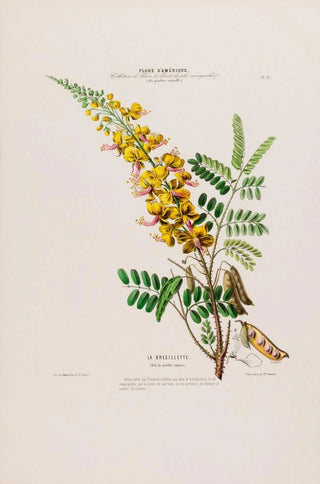 Etienne Denisse - Flore dAmerique dessinee dapres nature sur les lieux Pl021.webp