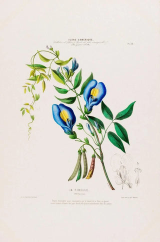 Etienne Denisse - Flore dAmerique dessinee dapres nature sur les lieux Pl022.webp