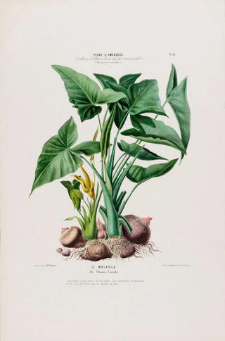 Etienne Denisse - Flore dAmerique dessinee dapres nature sur les lieux Pl023.webp