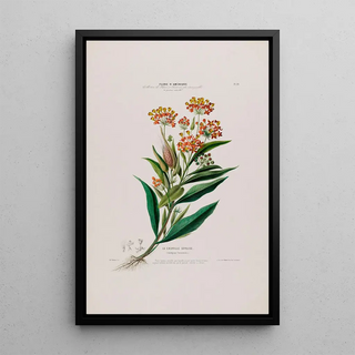 Etienne Denisse - Flore dAmerique dessinee dapres nature sur les lieux Pl024.webp