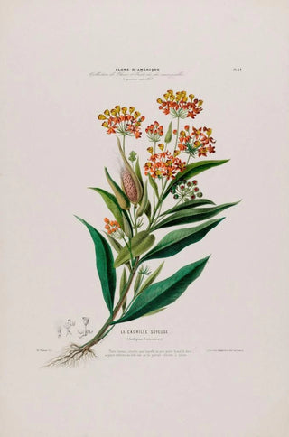 Etienne Denisse - Flore dAmerique dessinee dapres nature sur les lieux Pl024.webp