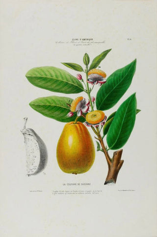 Etienne Denisse - Flore dAmerique dessinee dapres nature sur les lieux Pl026.webp