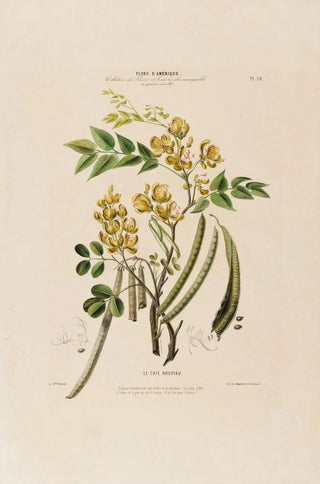 Etienne Denisse - Flore dAmerique dessinee dapres nature sur les lieux Pl028.webp
