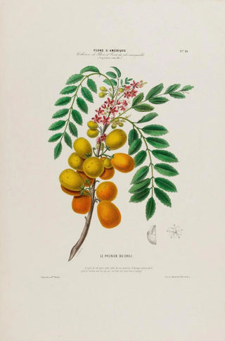Etienne Denisse - Flore dAmerique dessinee dapres nature sur les lieux Pl029.webp