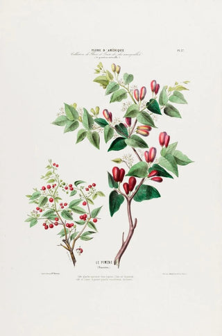 Etienne Denisse - Flore dAmerique dessinee dapres nature sur les lieux Pl037.webp