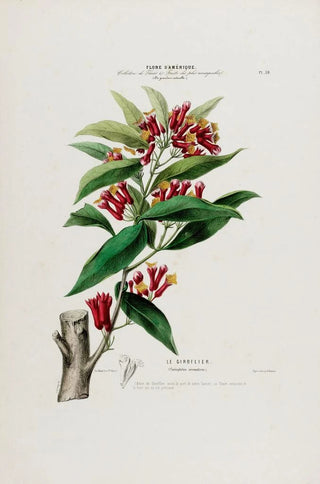 Etienne Denisse - Flore dAmerique dessinee dapres nature sur les lieux Pl039.webp