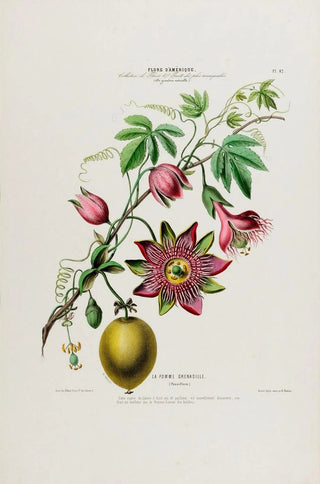 Etienne Denisse - Flore dAmerique dessinee dapres nature sur les lieux Pl042.webp