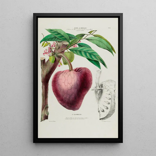 Etienne Denisse - Flore dAmerique dessinee dapres nature sur les lieux Pl046.webp