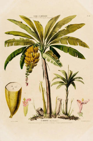 Etienne Denisse - Flore dAmerique dessinee dapres nature sur les lieux Pl048.webp