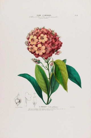 Etienne Denisse - Flore dAmerique dessinee dapres nature sur les lieux Pl052.webp