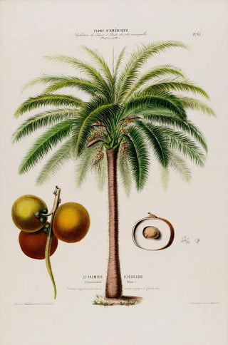 Etienne Denisse - Flore dAmerique dessinee dapres nature sur les lieux Pl065.webp