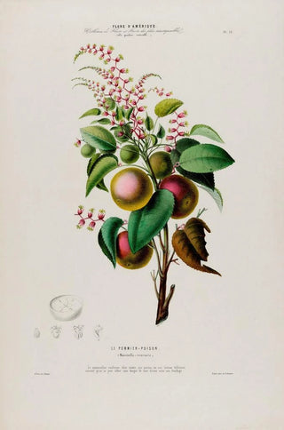 Etienne Denisse - Flore dAmerique dessinee dapres nature sur les lieux Pl073.webp
