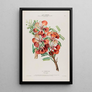 Etienne Denisse - Flore dAmerique dessinee dapres nature sur les lieux Pl077.webp