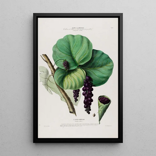 Etienne Denisse - Flore dAmerique dessinee dapres nature sur les lieux Pl084.webp
