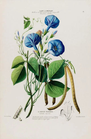 Etienne Denisse - Flore dAmerique dessinee dapres nature sur les lieux Pl087.webp