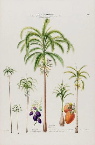 Etienne Denisse - Flore dAmerique dessinee dapres nature sur les lieux Pl089.webp