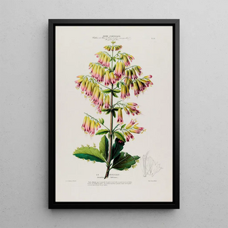 Etienne Denisse - Flore dAmerique dessinee dapres nature sur les lieux Pl090.webp