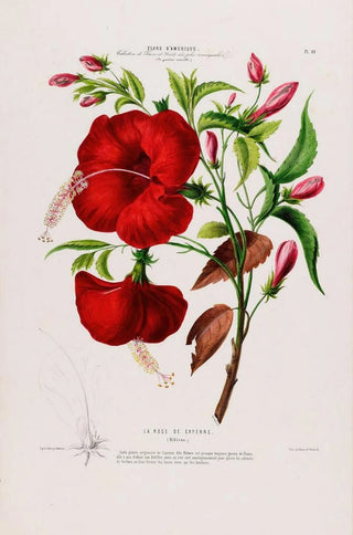Etienne Denisse - Flore dAmerique dessinee dapres nature sur les lieux Pl095.webp