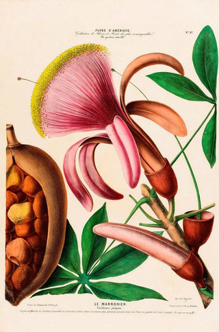 Etienne Denisse - Flore dAmerique dessinee dapres nature sur les lieux Pl097.webp