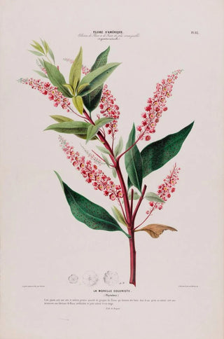 Etienne Denisse - Flore dAmerique dessinee dapres nature sur les lieux Pl112.webp