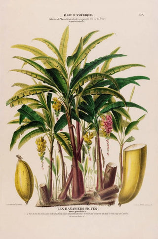 Etienne Denisse - Flore dAmerique dessinee dapres nature sur les lieux Pl117.webp