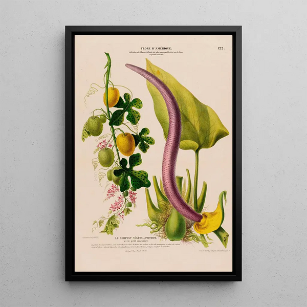 Etienne Denisse - Flore dAmerique dessinee dapres nature sur les lieux Pl122.webp