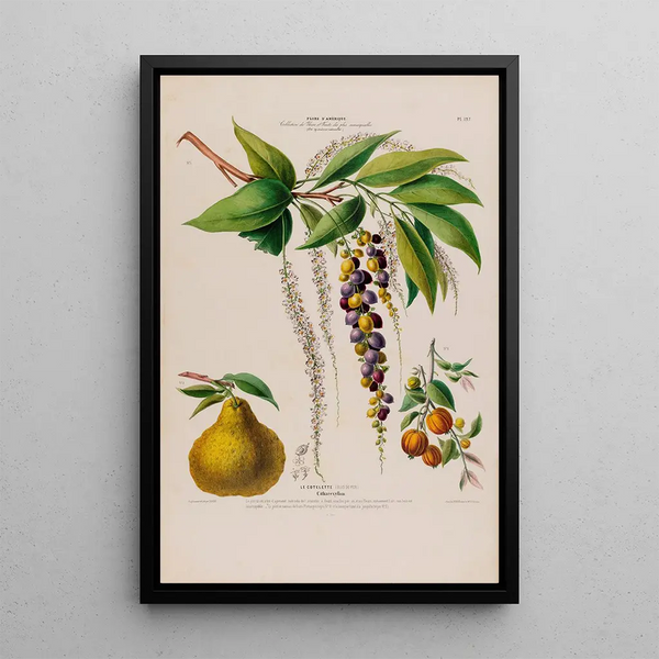 Etienne Denisse - Flore dAmerique dessinee dapres nature sur les lieux Pl127.webp
