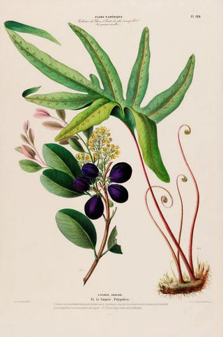 Etienne Denisse - Flore dAmerique dessinee dapres nature sur les lieux Pl128.webp