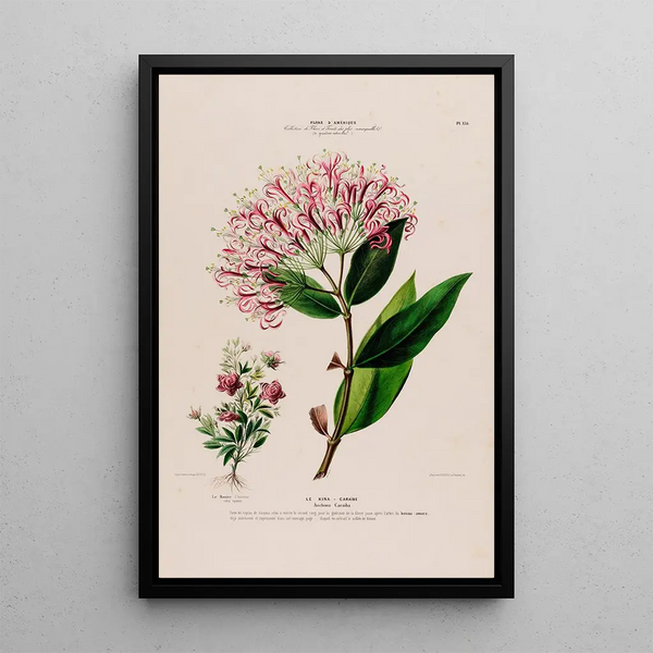 Etienne Denisse - Flore dAmerique dessinee dapres nature sur les lieux Pl136.webp