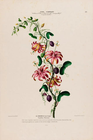 Etienne Denisse - Flore dAmerique dessinee dapres nature sur les lieux Pl139.webp
