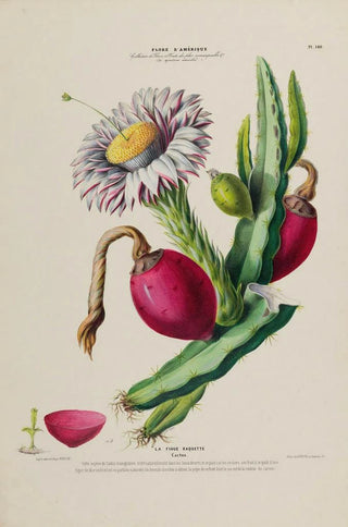 Etienne Denisse - Flore dAmerique dessinee dapres nature sur les lieux Pl140.webp