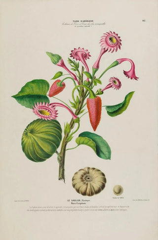 Etienne Denisse - Flore dAmerique dessinee dapres nature sur les lieux Pl143.webp
