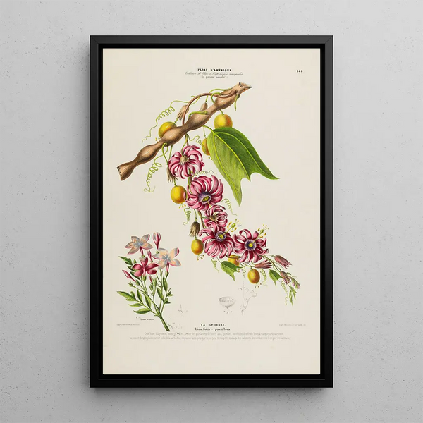 Etienne Denisse - Flore dAmerique dessinee dapres nature sur les lieux Pl146.webp