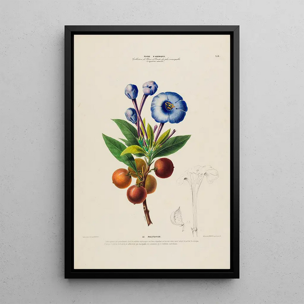 Etienne Denisse - Flore dAmerique dessinee dapres nature sur les lieux Pl154.webp