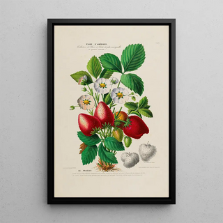 Etienne Denisse - Flore dAmerique dessinee dapres nature sur les lieux Pl159.webp