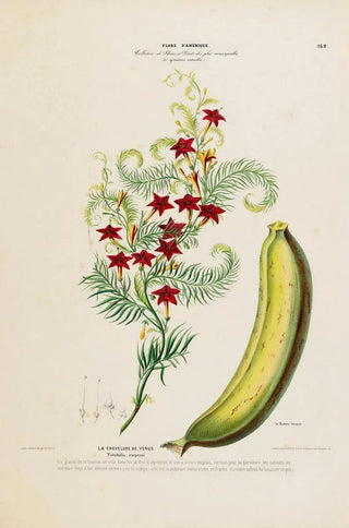 Etienne Denisse - Flore dAmerique dessinee dapres nature sur les lieux Pl169.webp
