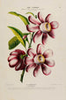 Flore d'Amérique narysowany z natury na miejscu Pl181 - Étienne Denisse — widok dzieła